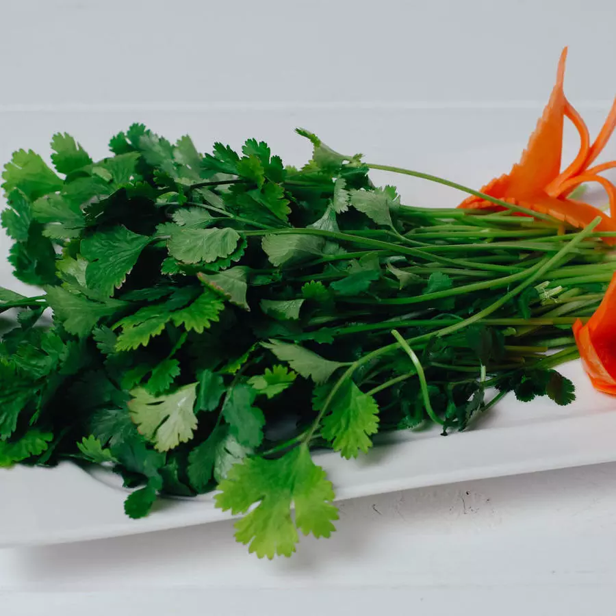 Кинза香菜
