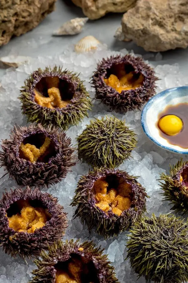 Морской еж живой 1шт