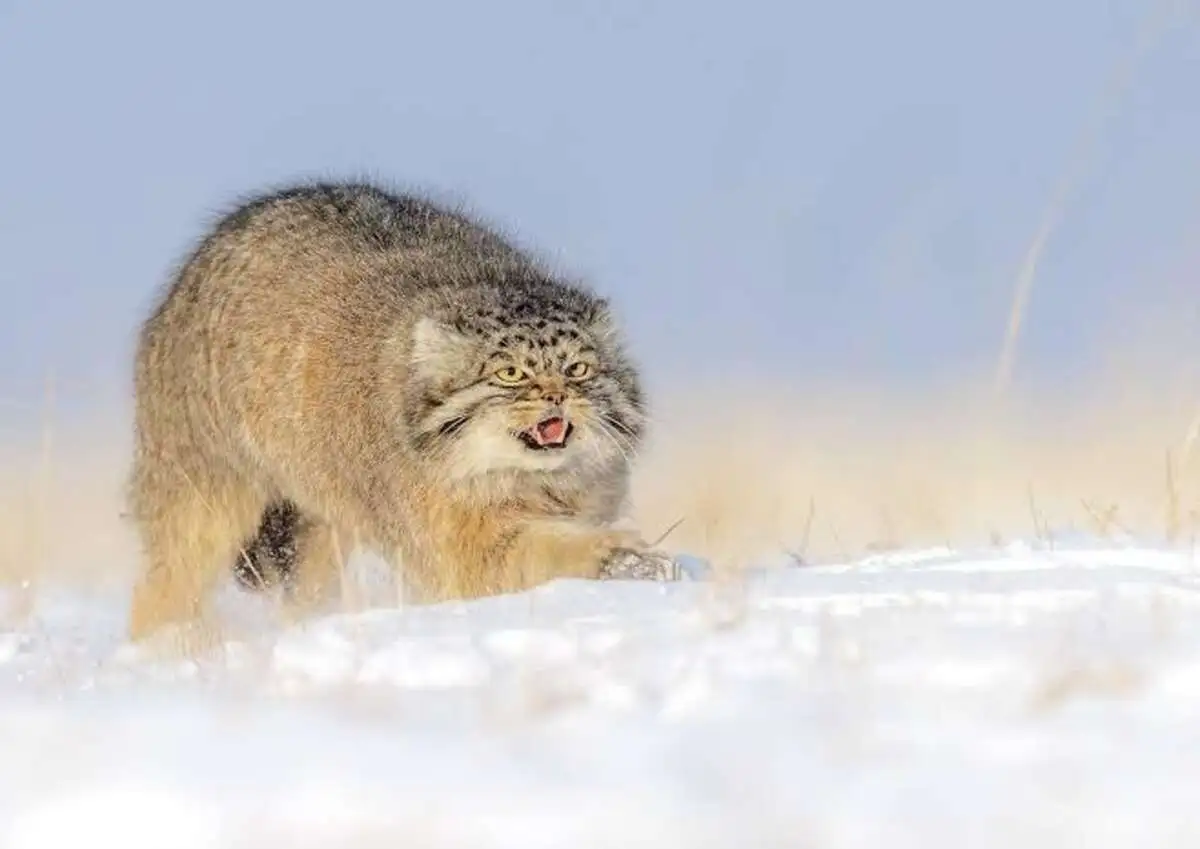 Салат Оливье