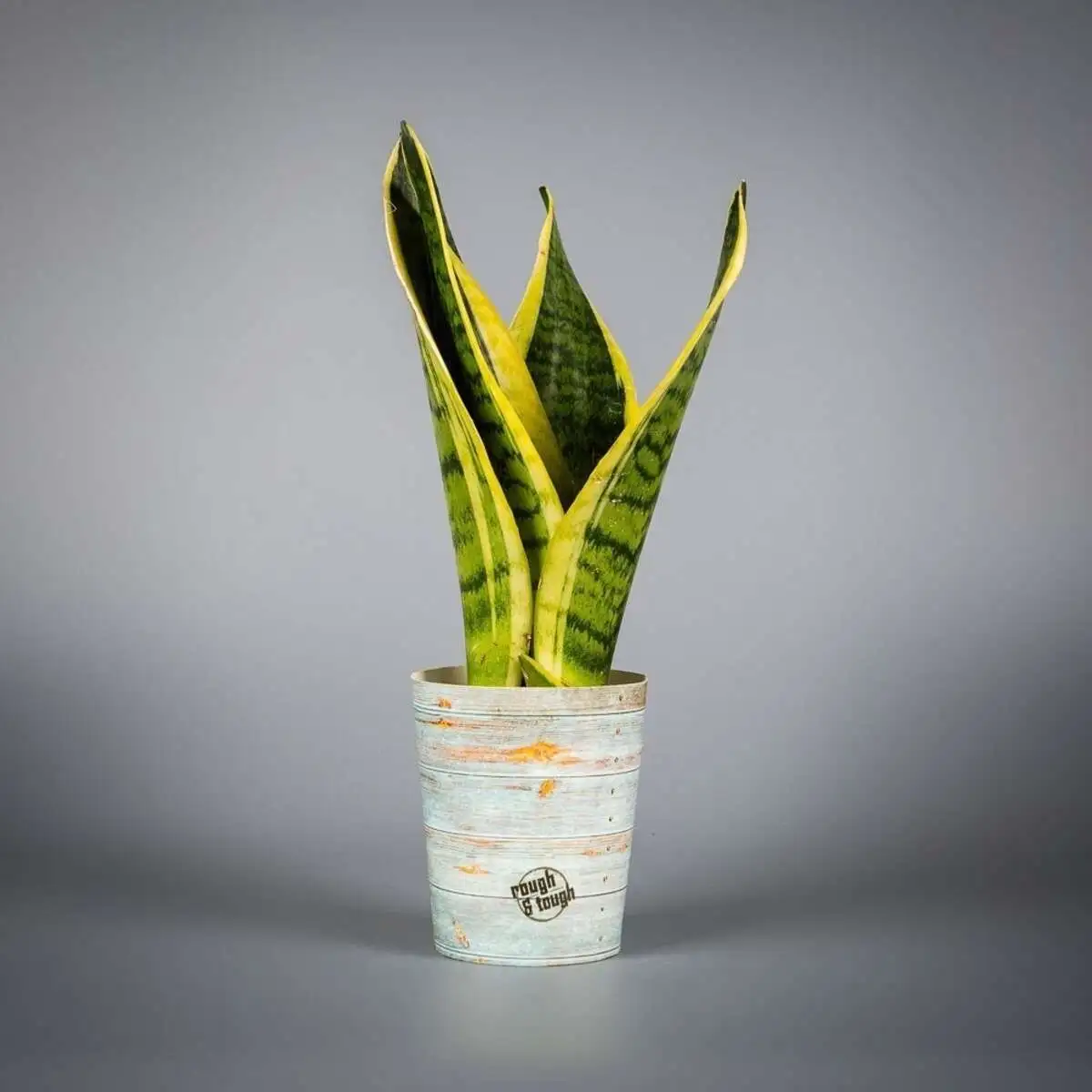 Сансивиерия микс d9 h30