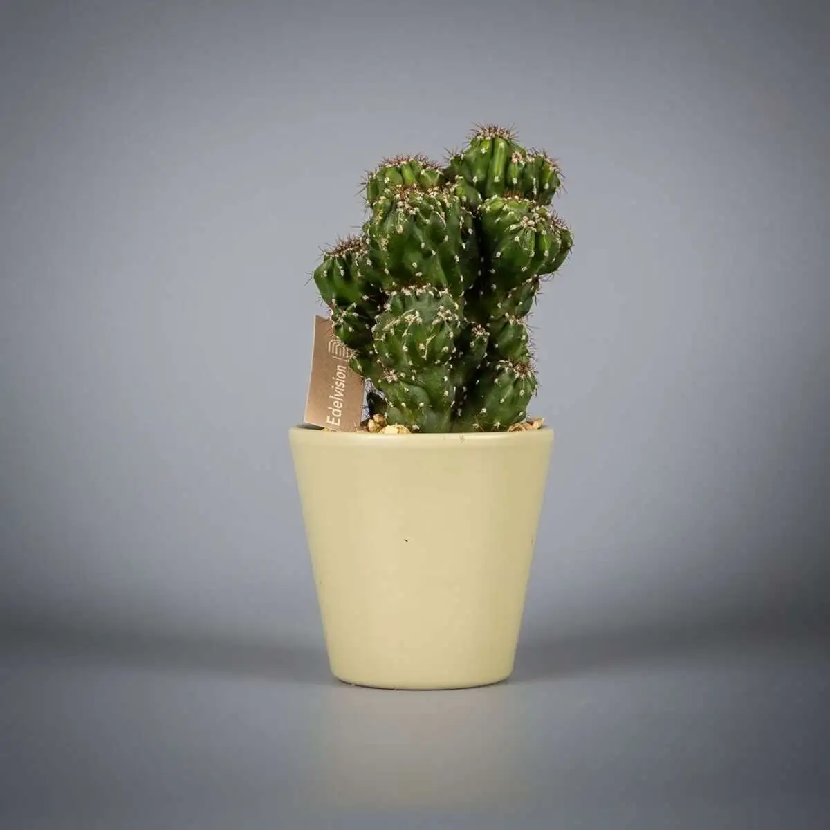 Суккулент в вазе хаки с гравием d9 h20 (2)