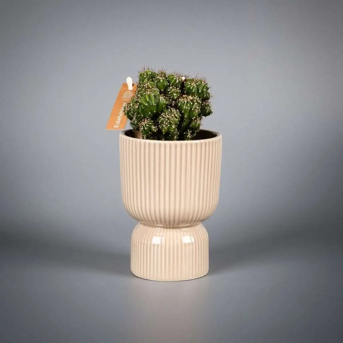 Суккулент в вазе хаки с гравием d9 h20