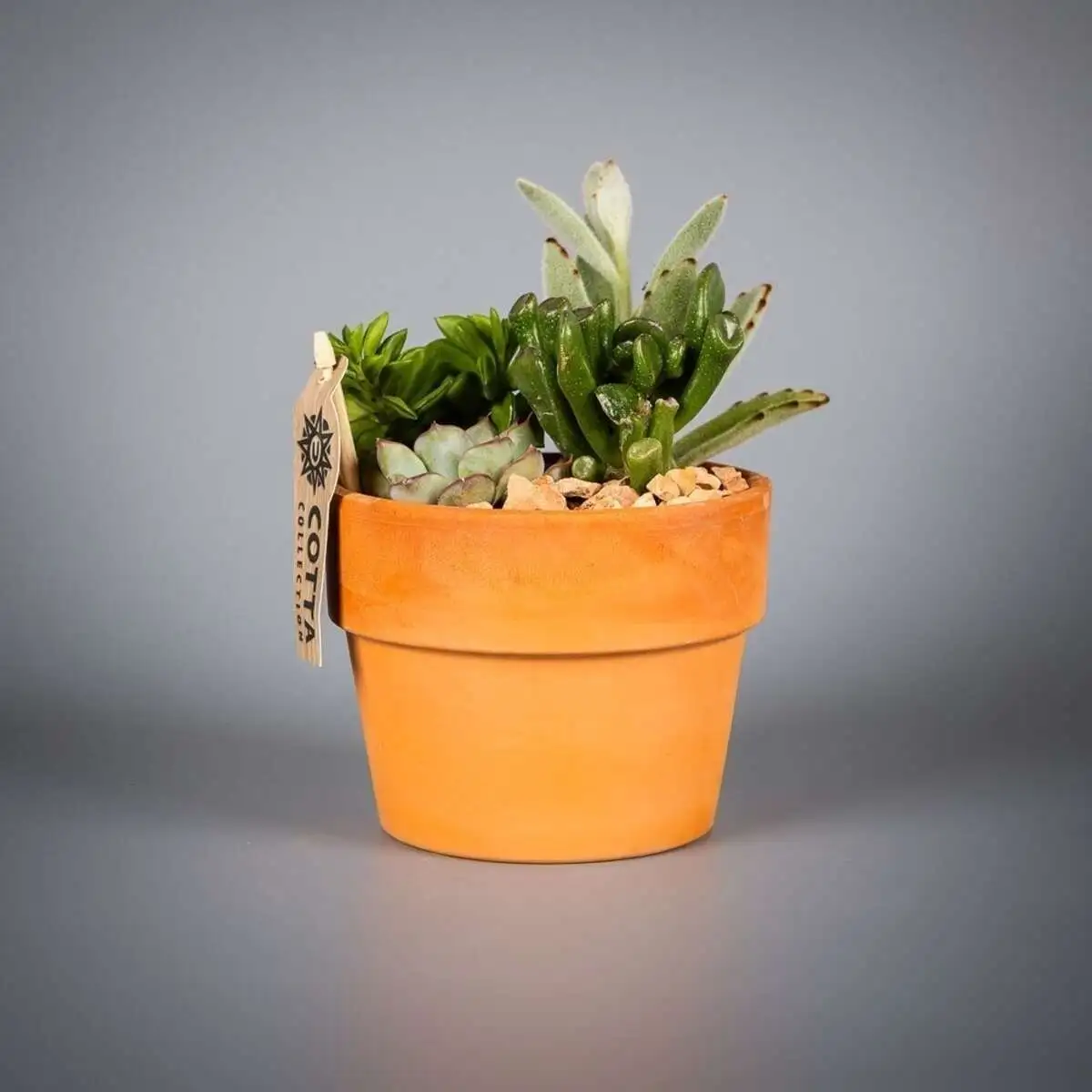 Суккулент микс в терракотовом горшке d12 h20
