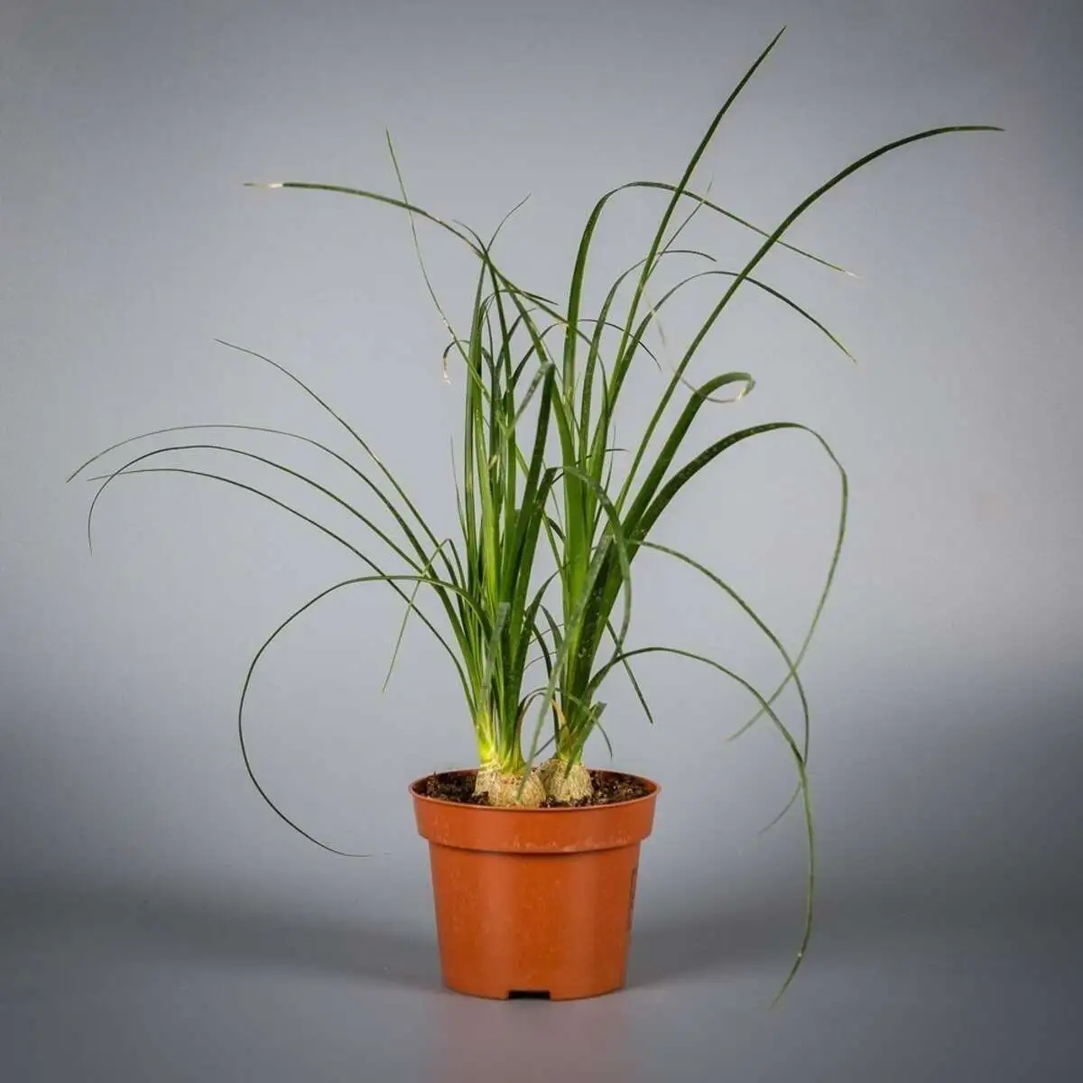 Нолина бокарнея 3 d12 h40