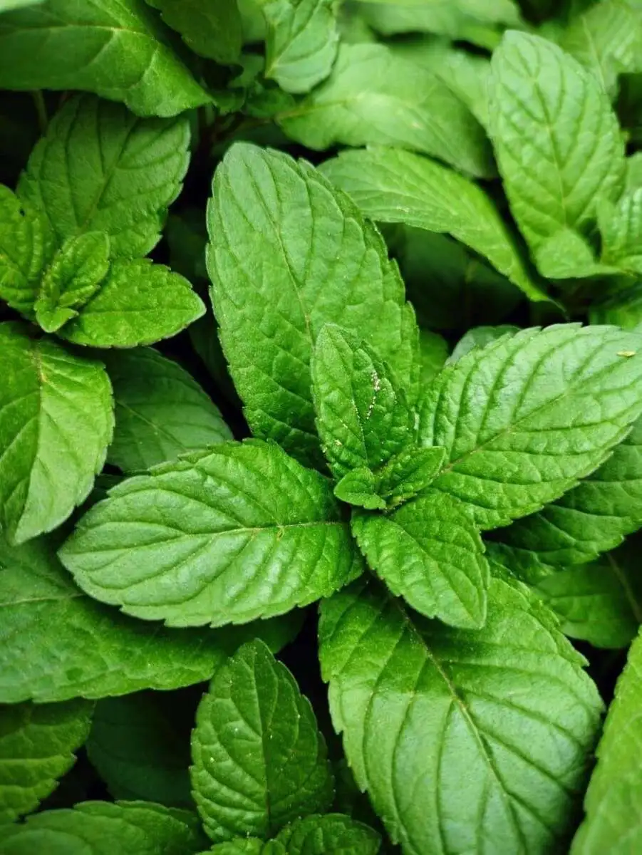 Листья мяты/Mint Leaves