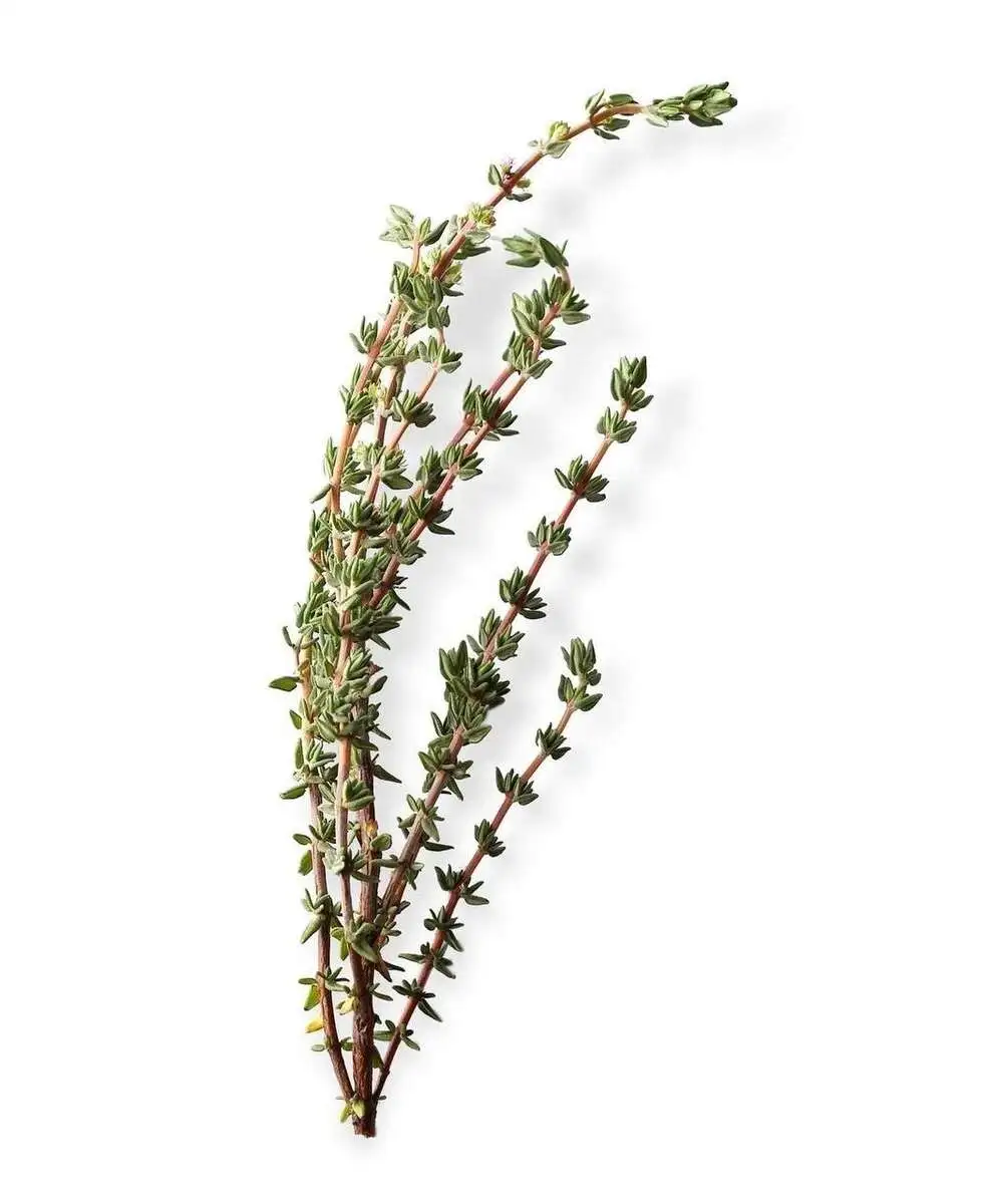 Tимьян/Thyme