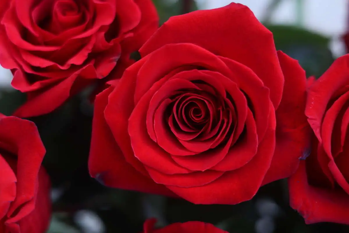 Роза красная (1шт.)