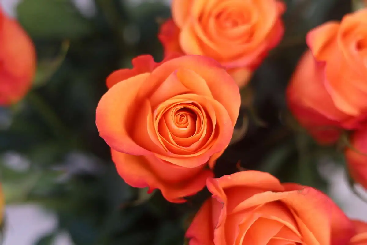 Роза оранжевая (1 шт.)