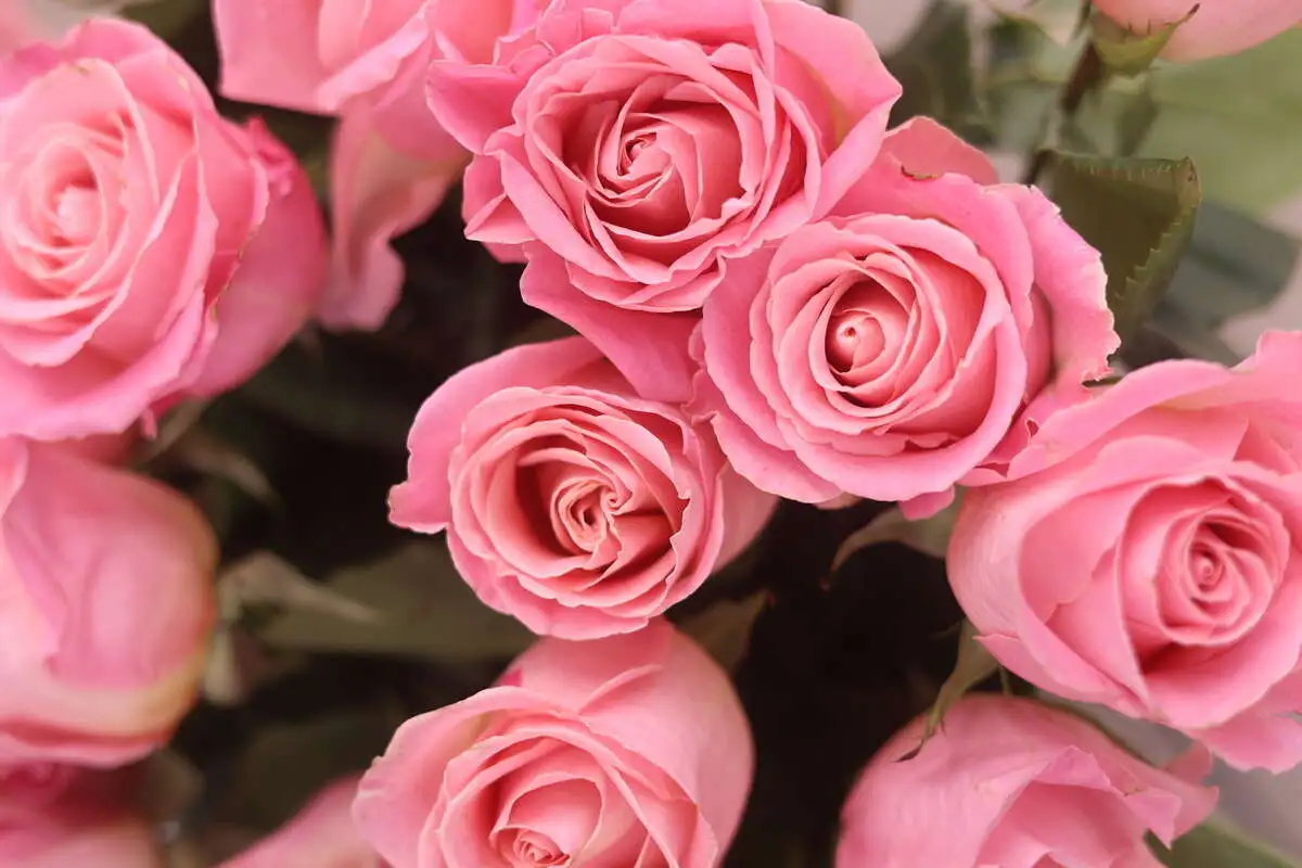 Роза розовая (1 шт.)