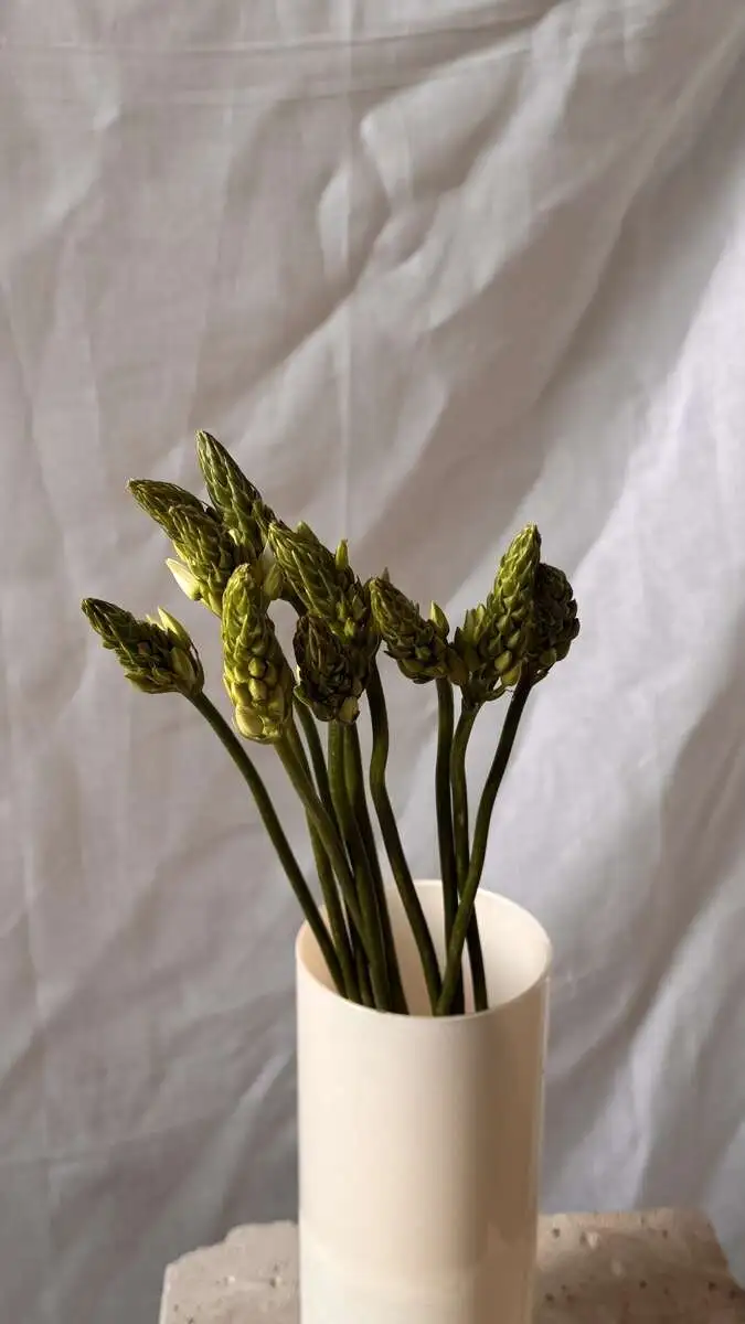 Орнитогалум