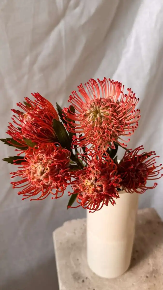 Нутан (Леокоспернум)