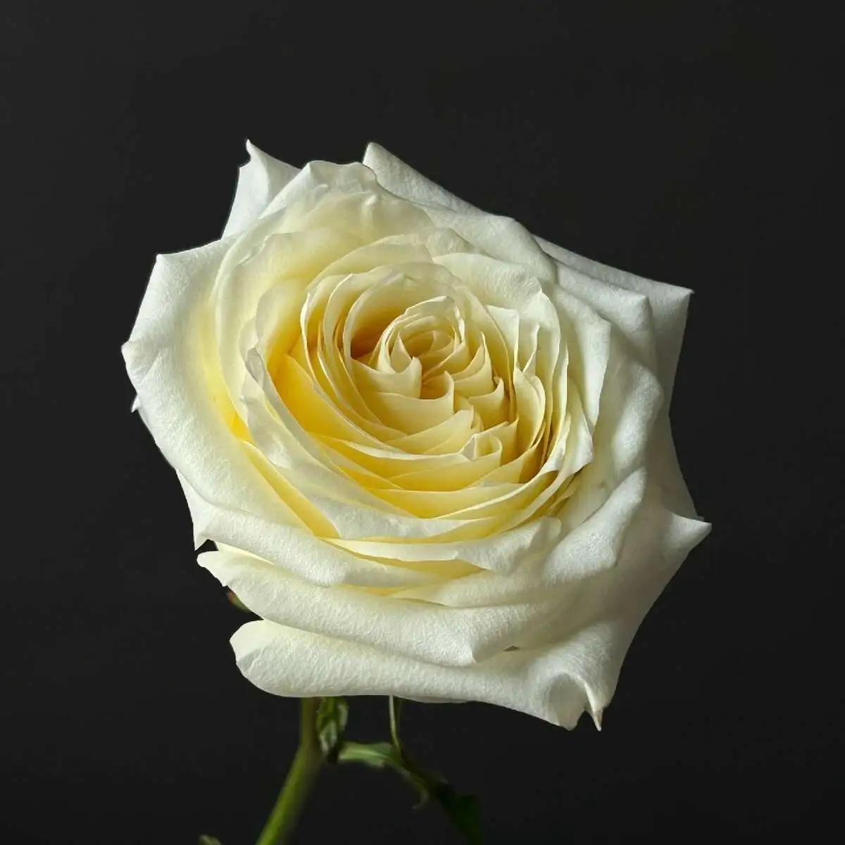 Роза одноголовая 70