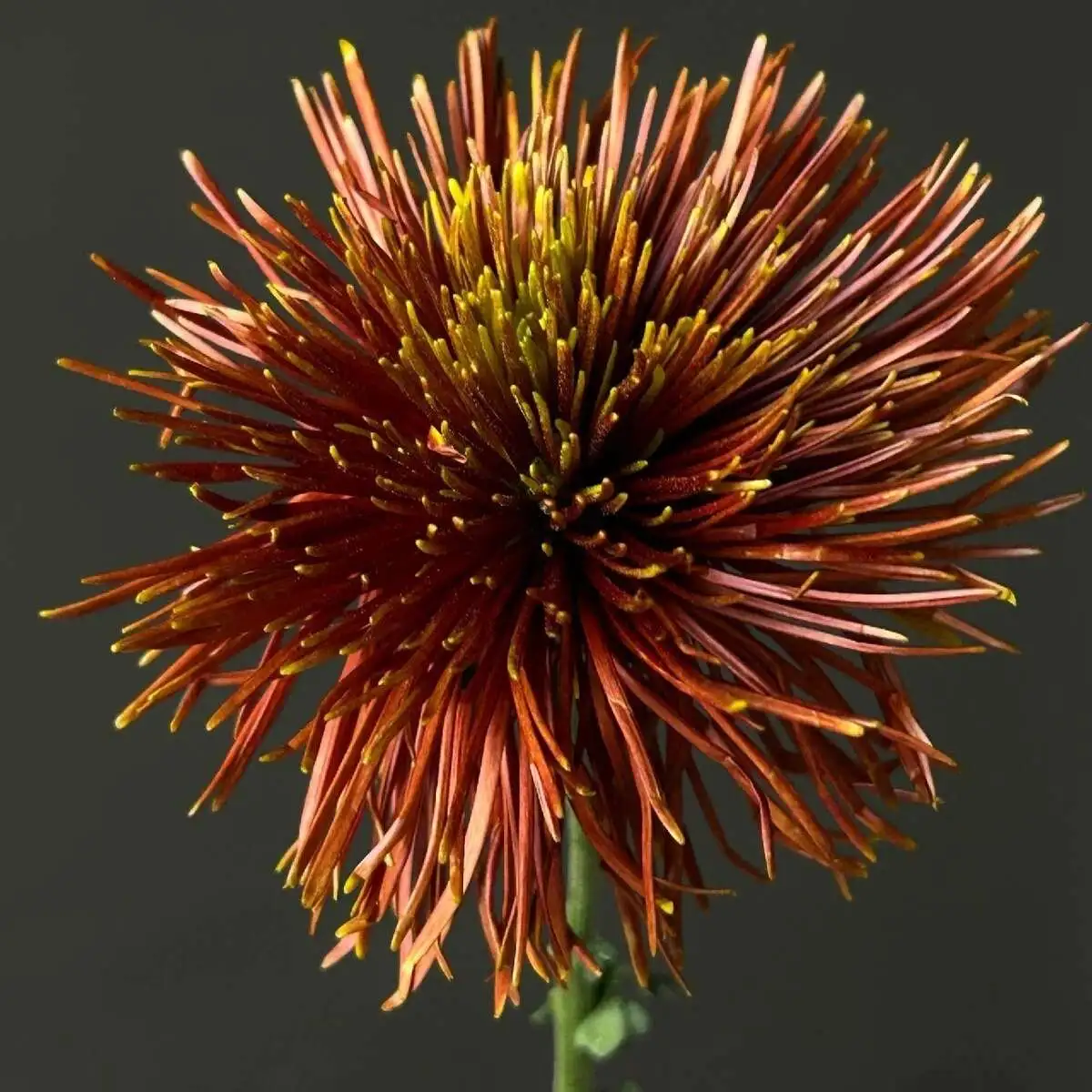 Хризантема одноголовая