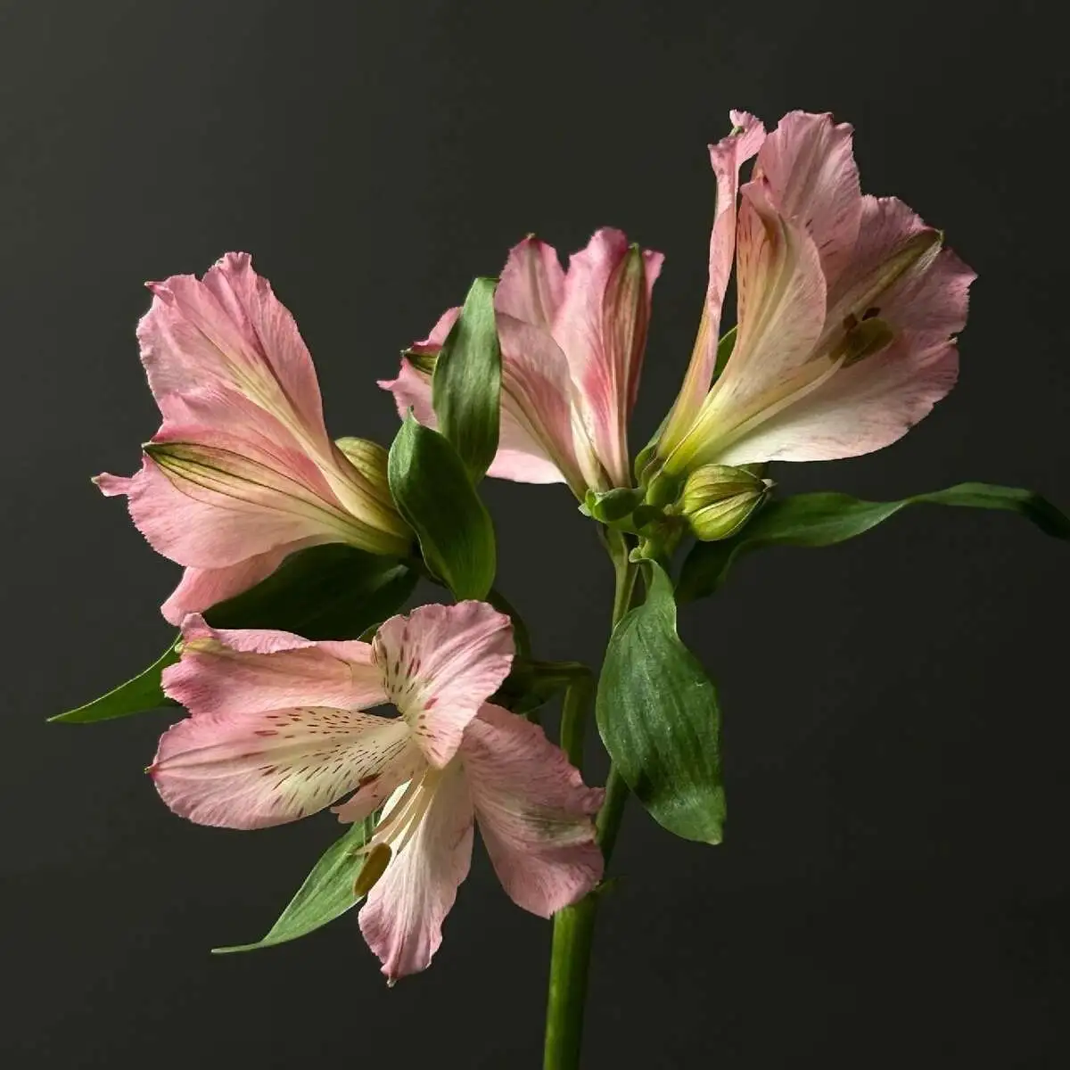 Альстромерия