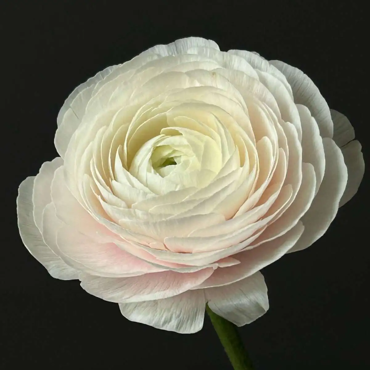 Ранункулюс экс