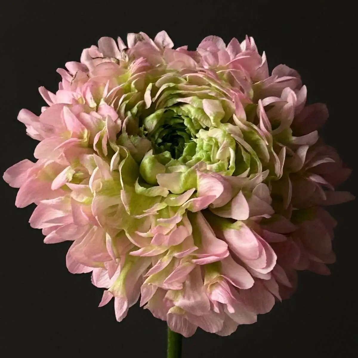 Ранункулюс помпон