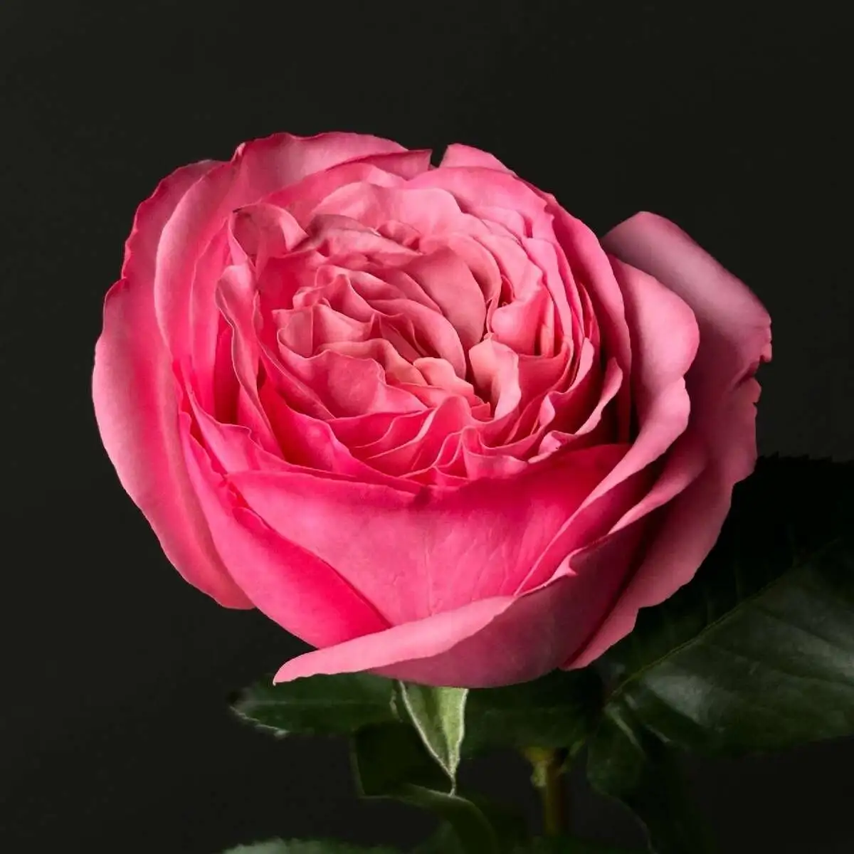 Роза гет лаки