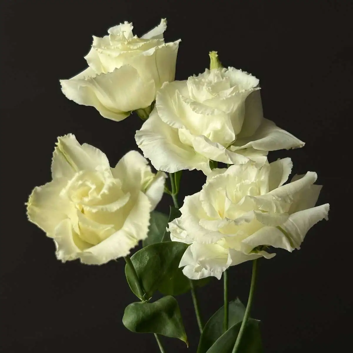 Эустома Алиса