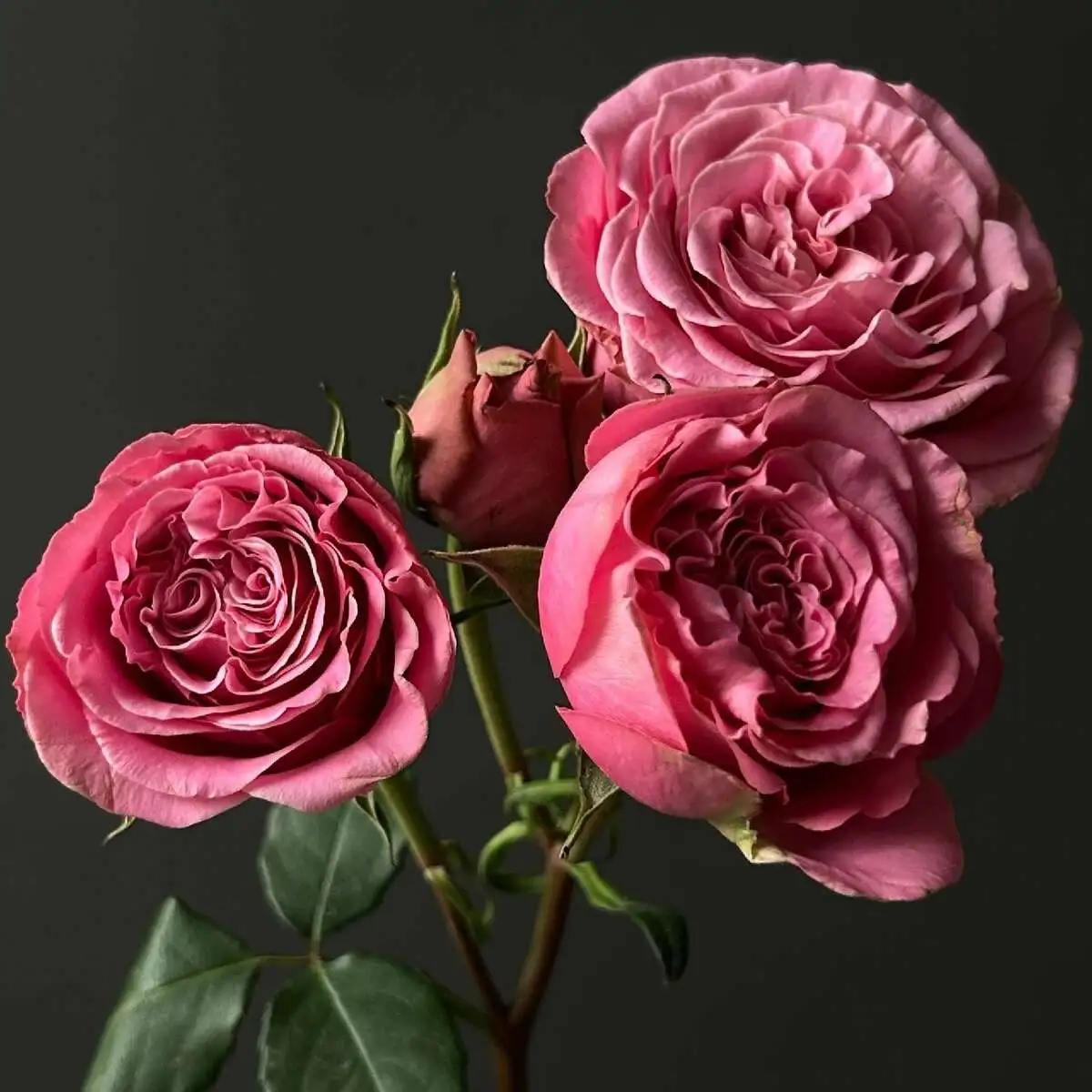 Роза кустовая пионовидная 70