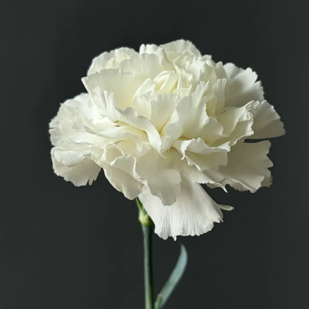 Гвоздика белая