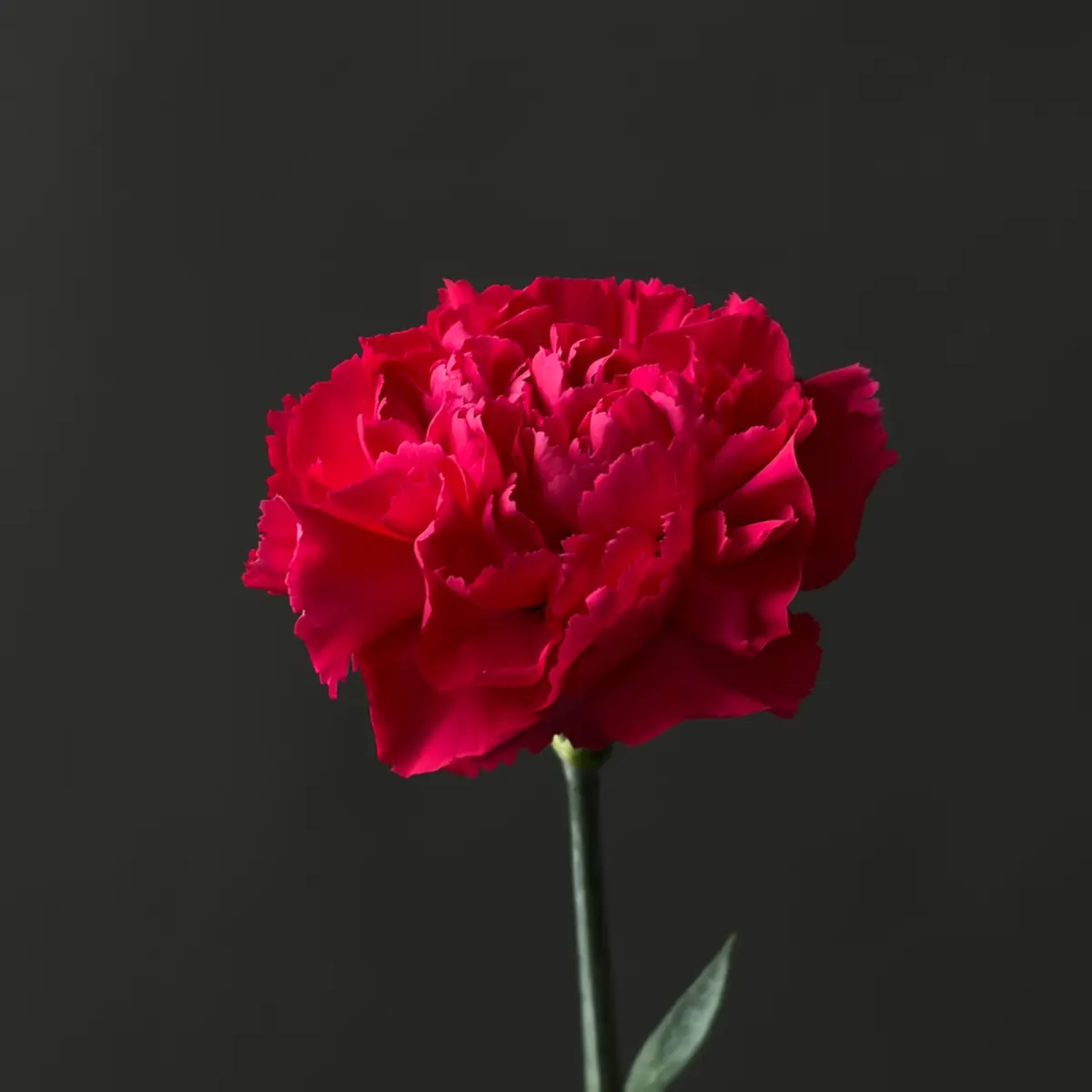 Гвоздика фуксия