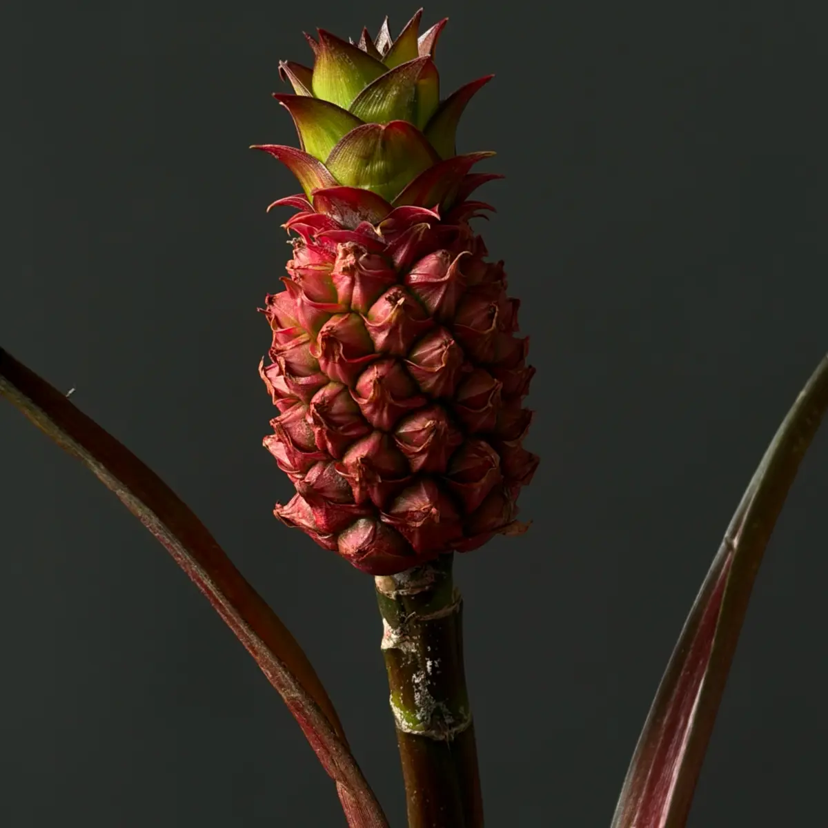 Мини ананас