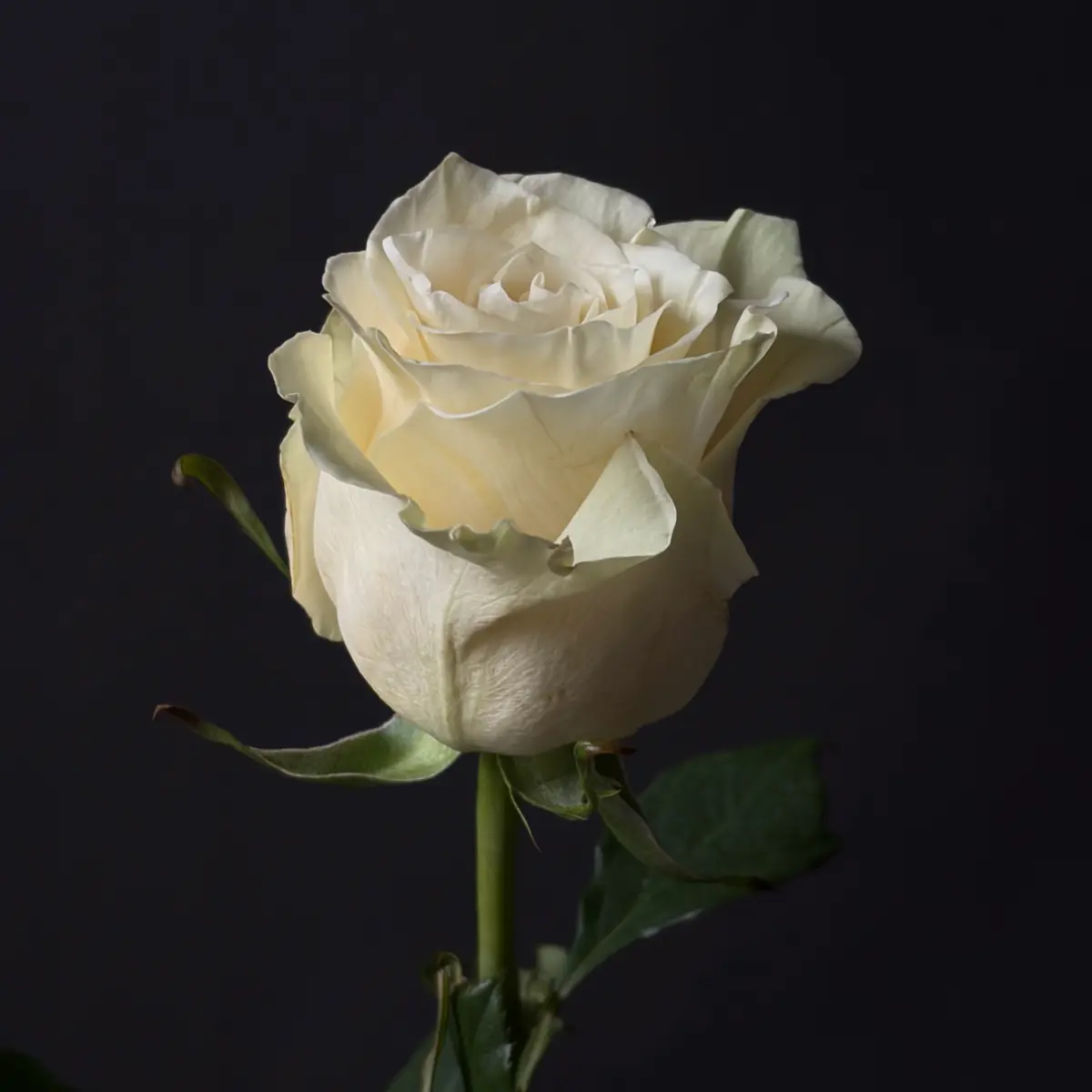 Роза одноголовая  Мондиаль