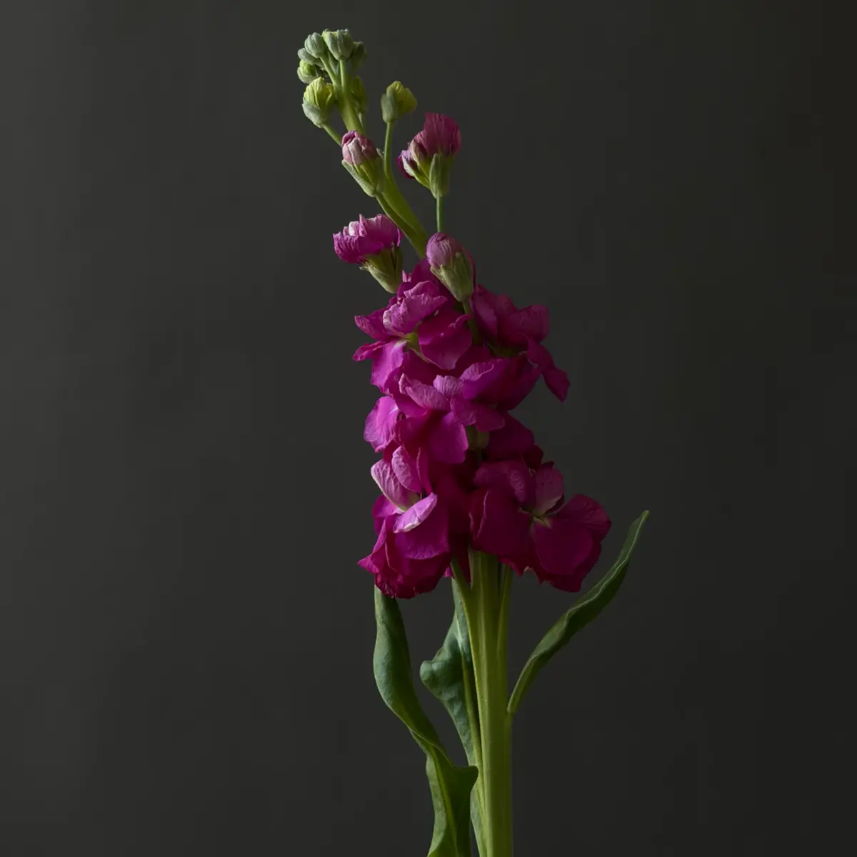 Матиола Италия