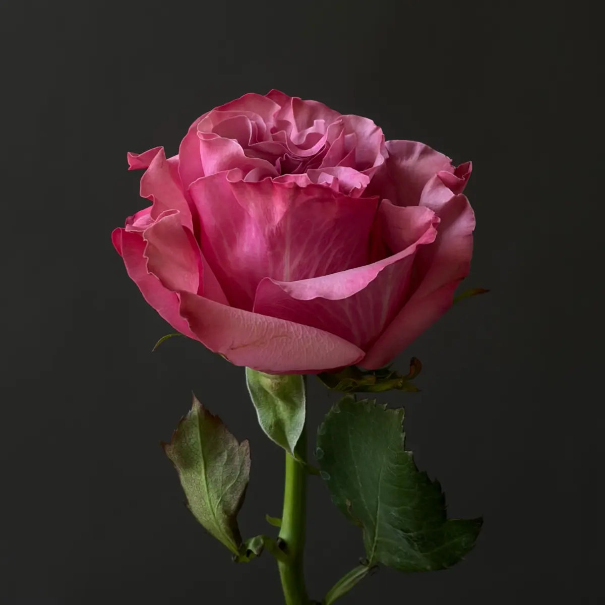 Роза одноголовая Кантри блюз 60