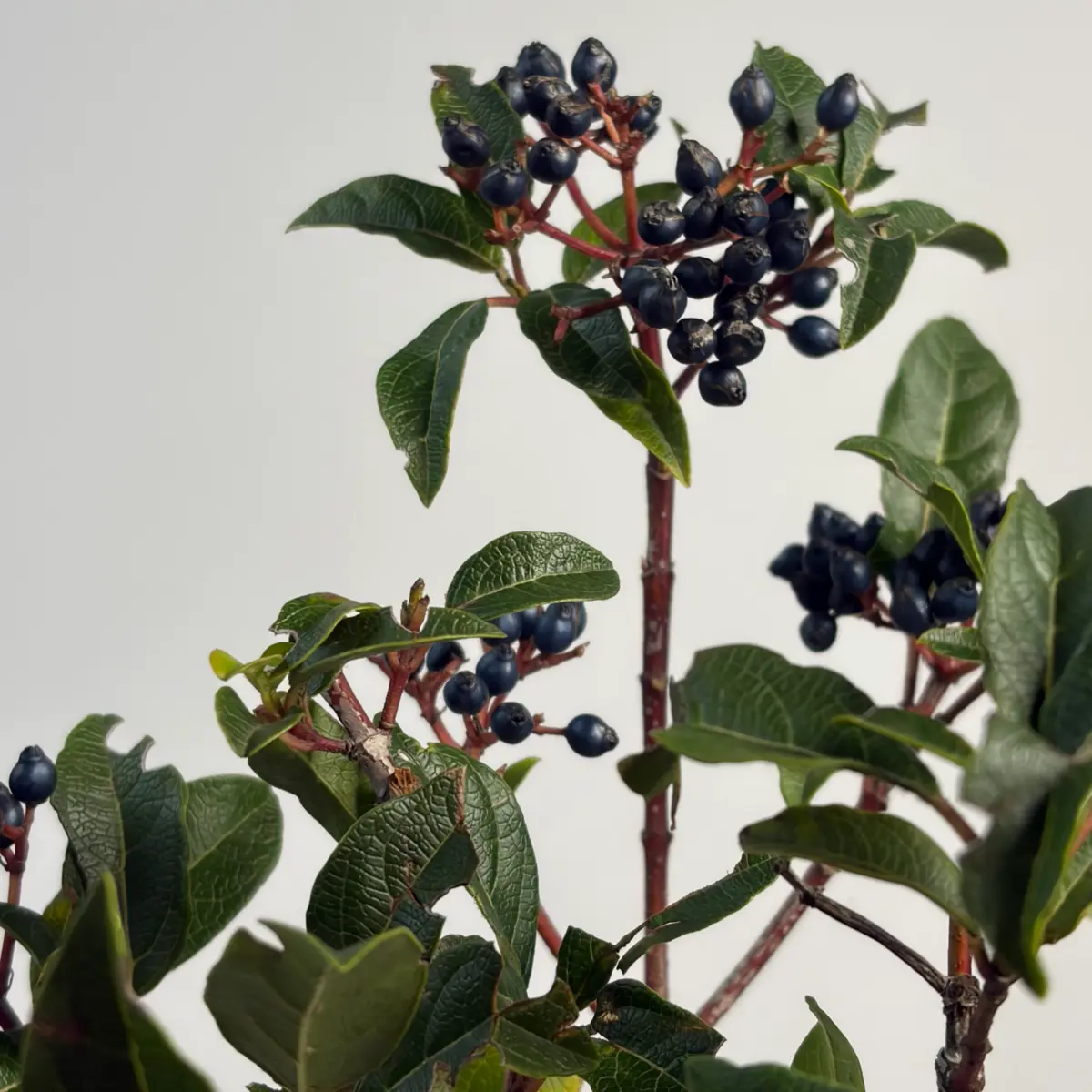 Вибурнум берри