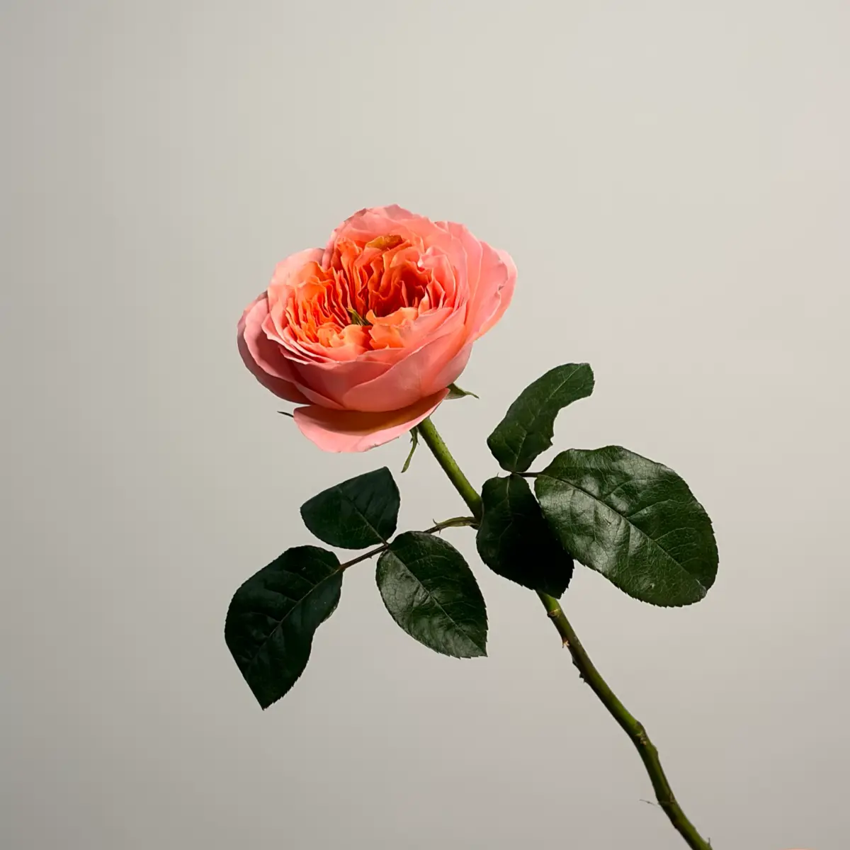 Роза одноголовая пионовидная Мандарин