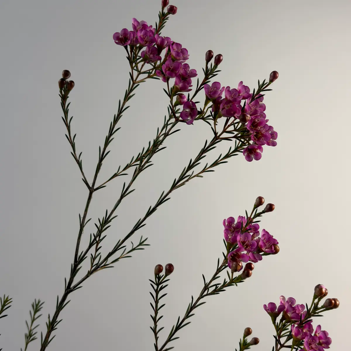 Хамелациум розовый