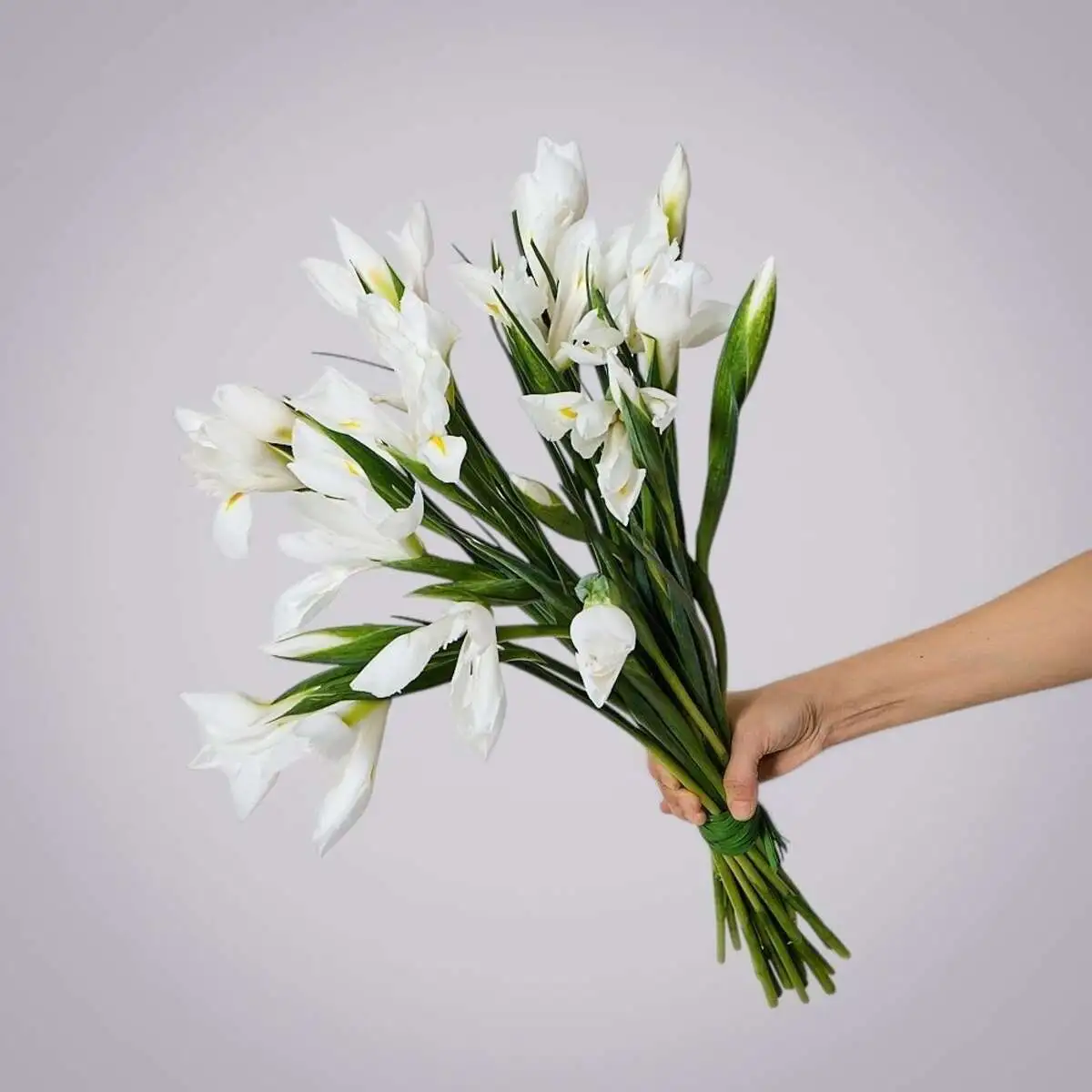 slide-https://cdn.smt.bz/uploads/media/photo/7505531/monobuket-iz-19-belykh-irisov-.webp