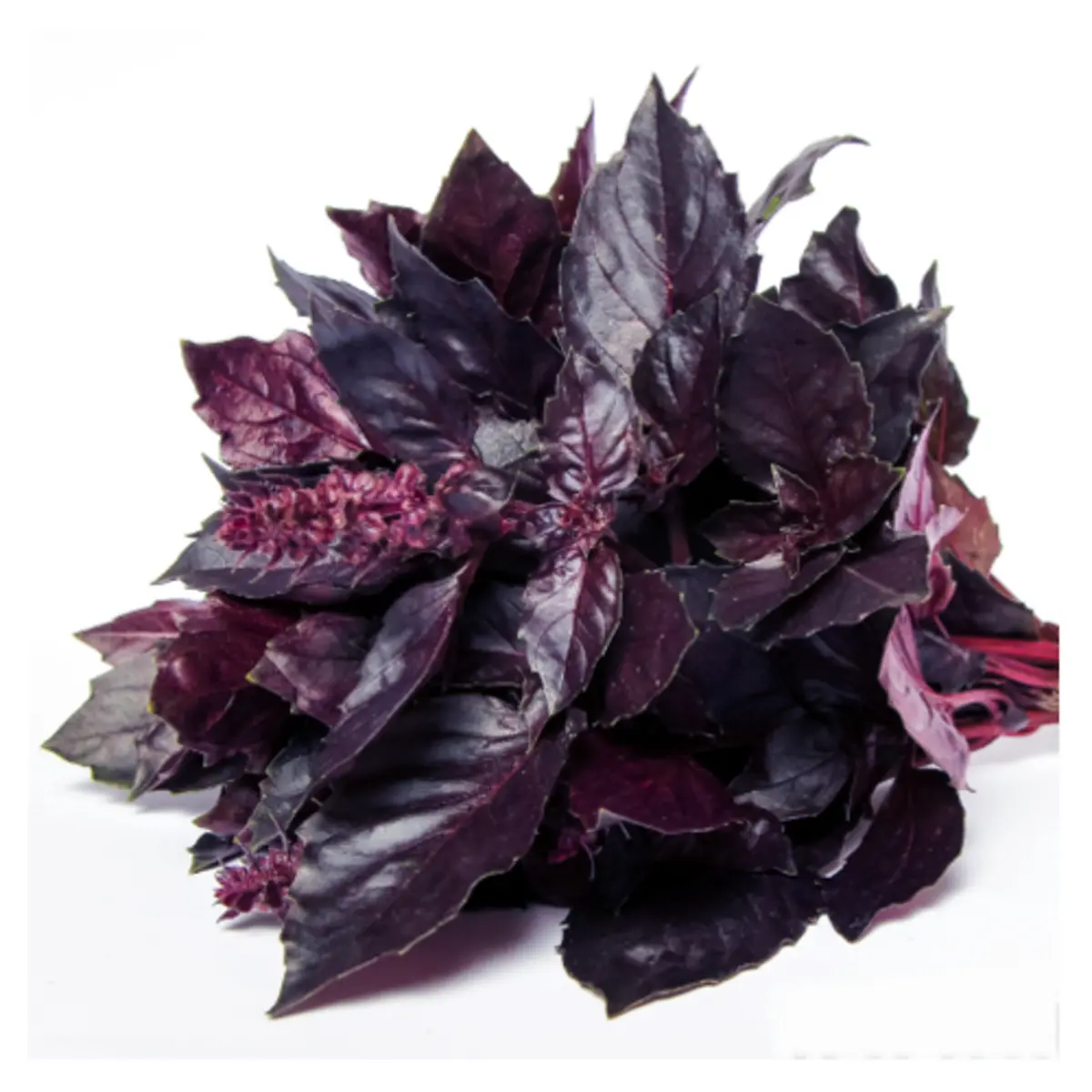 Базилик Красный Армения(м)