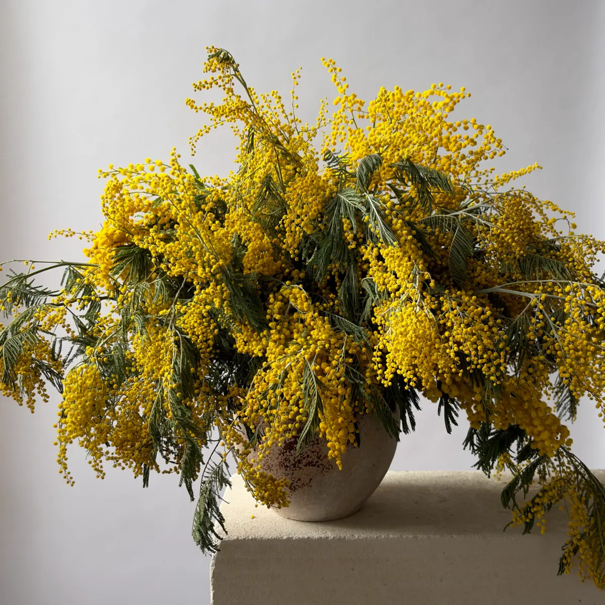 Мимоза маленькая ветка