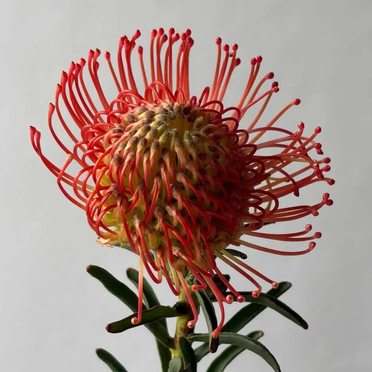 Нутан (Леокоспернум)