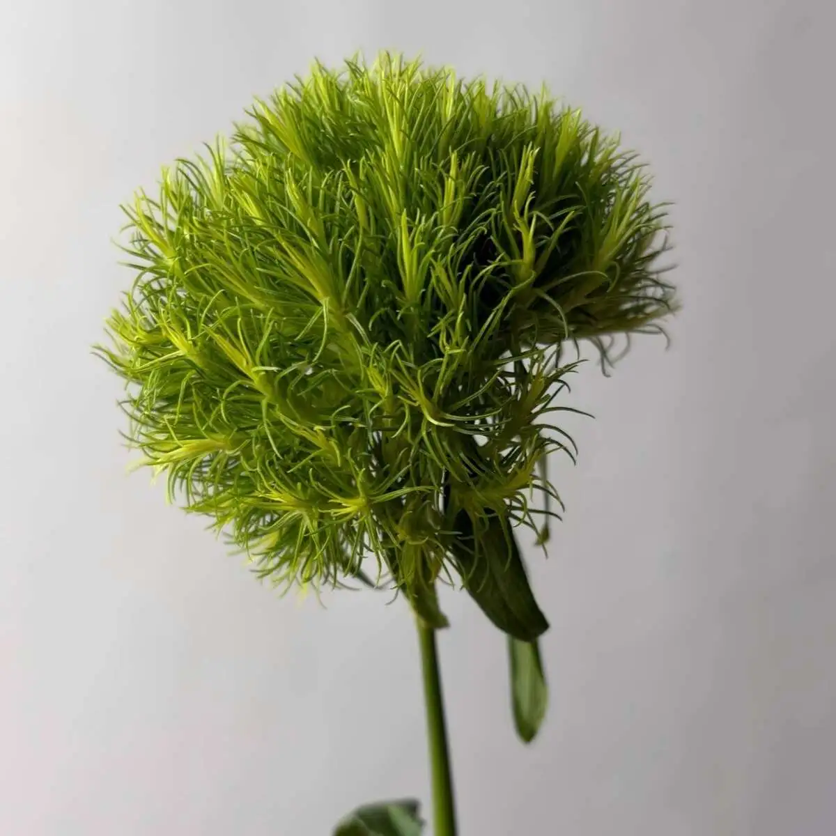 Гвоздика в ассортименте