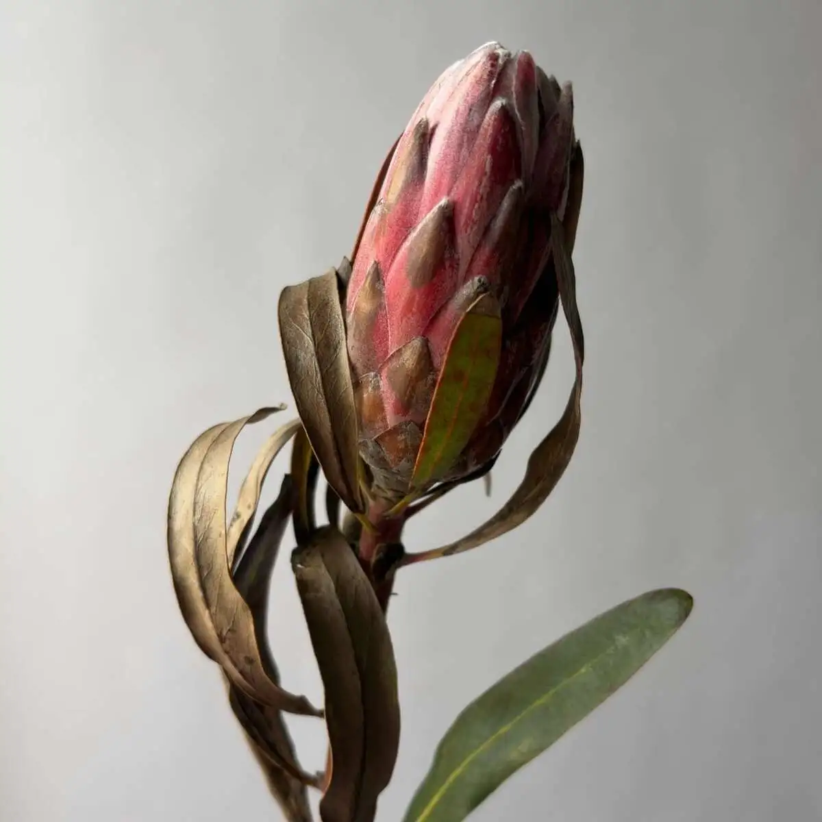 Протея красная