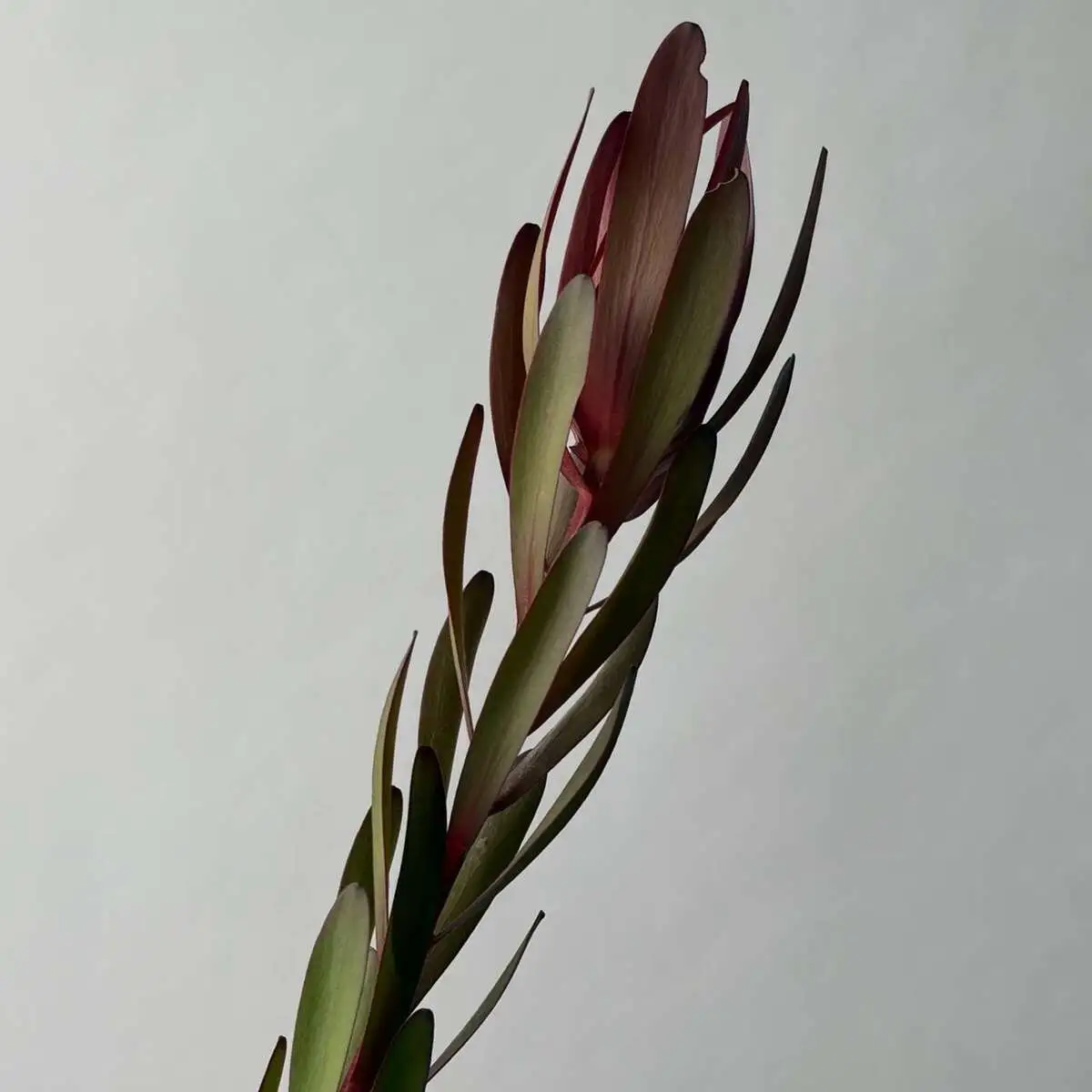 Леукадендрон 