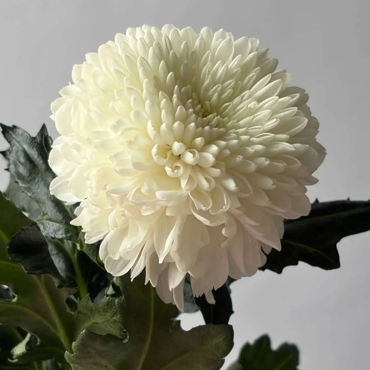 Хризантема кустовая микс