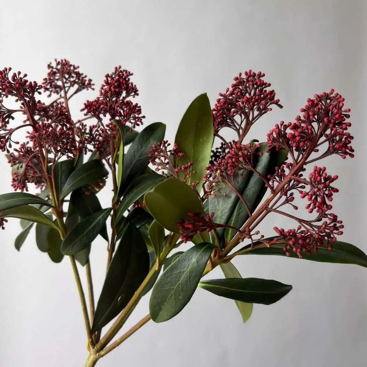 Скиммия красная