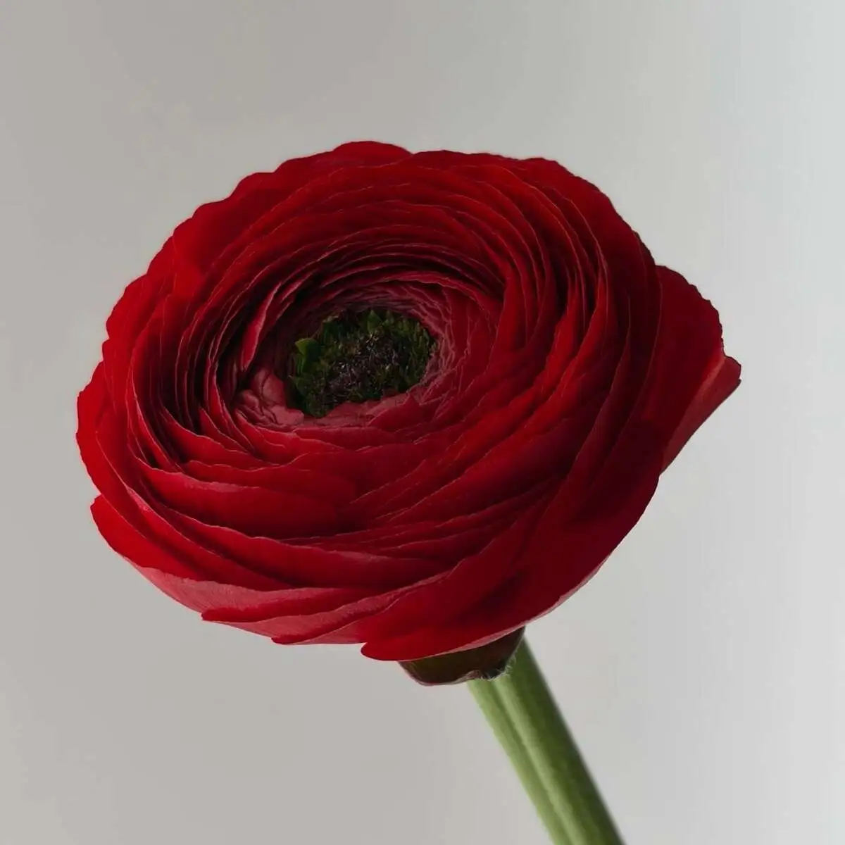 Ранункулюс экс