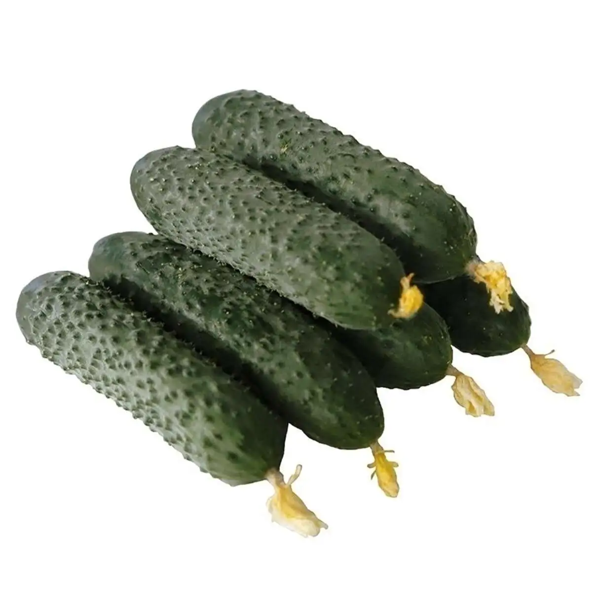 Огурцы(м)