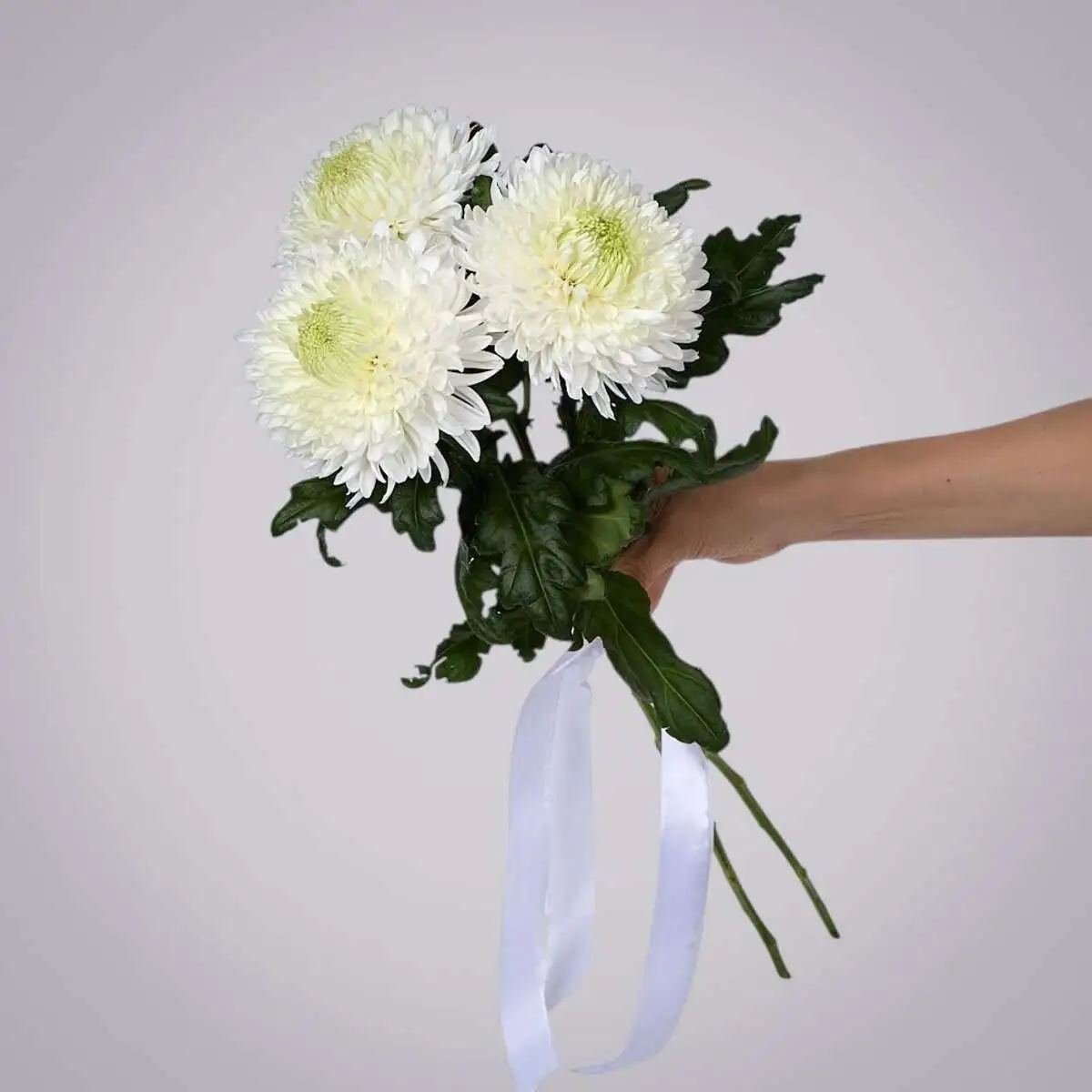 slide-https://cdn.smt.bz/uploads/media/photo/7877986/monobuket-iz-3-belykh-khrizantem-magnum-v-upakovke-.webp
