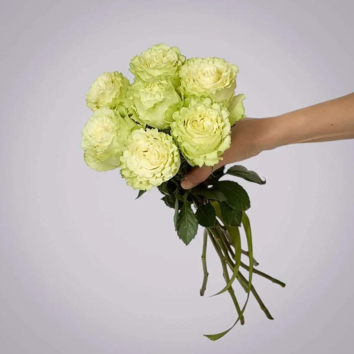 slide-https://cdn.smt.bz/uploads/media/photo/7878000/monobuket-7-pionovidnykh-roz-_lemonade_-pod-lentu-.webp