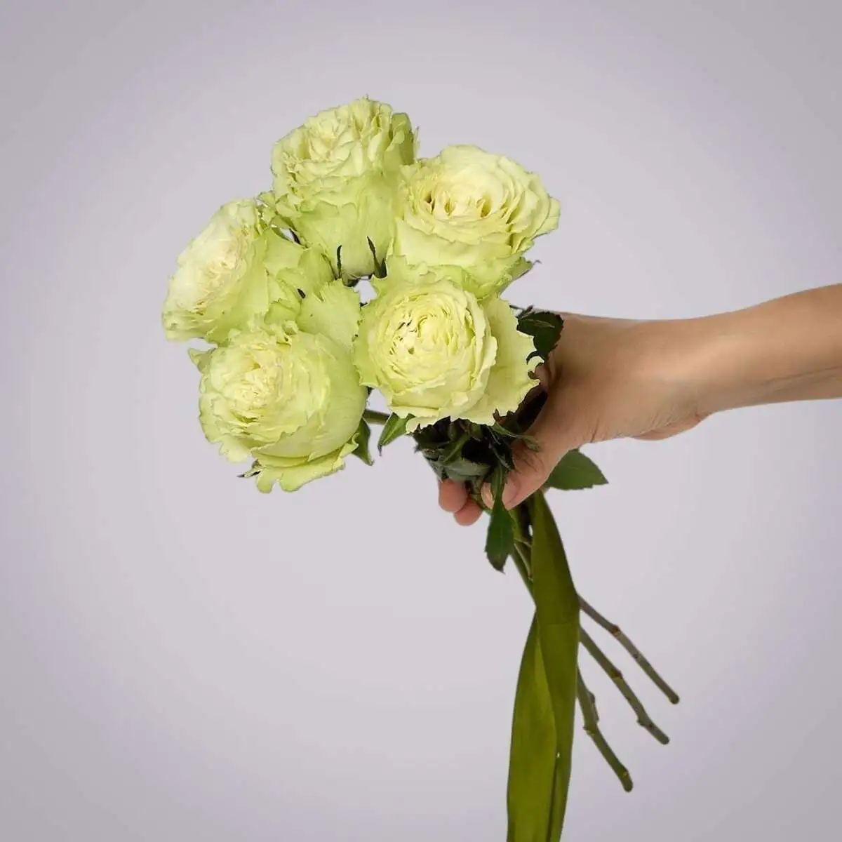 slide-https://cdn.smt.bz/uploads/media/photo/7878149/monobuket-5-pionovidnykh-roz-_lemonade_-pod-lentu-.webp