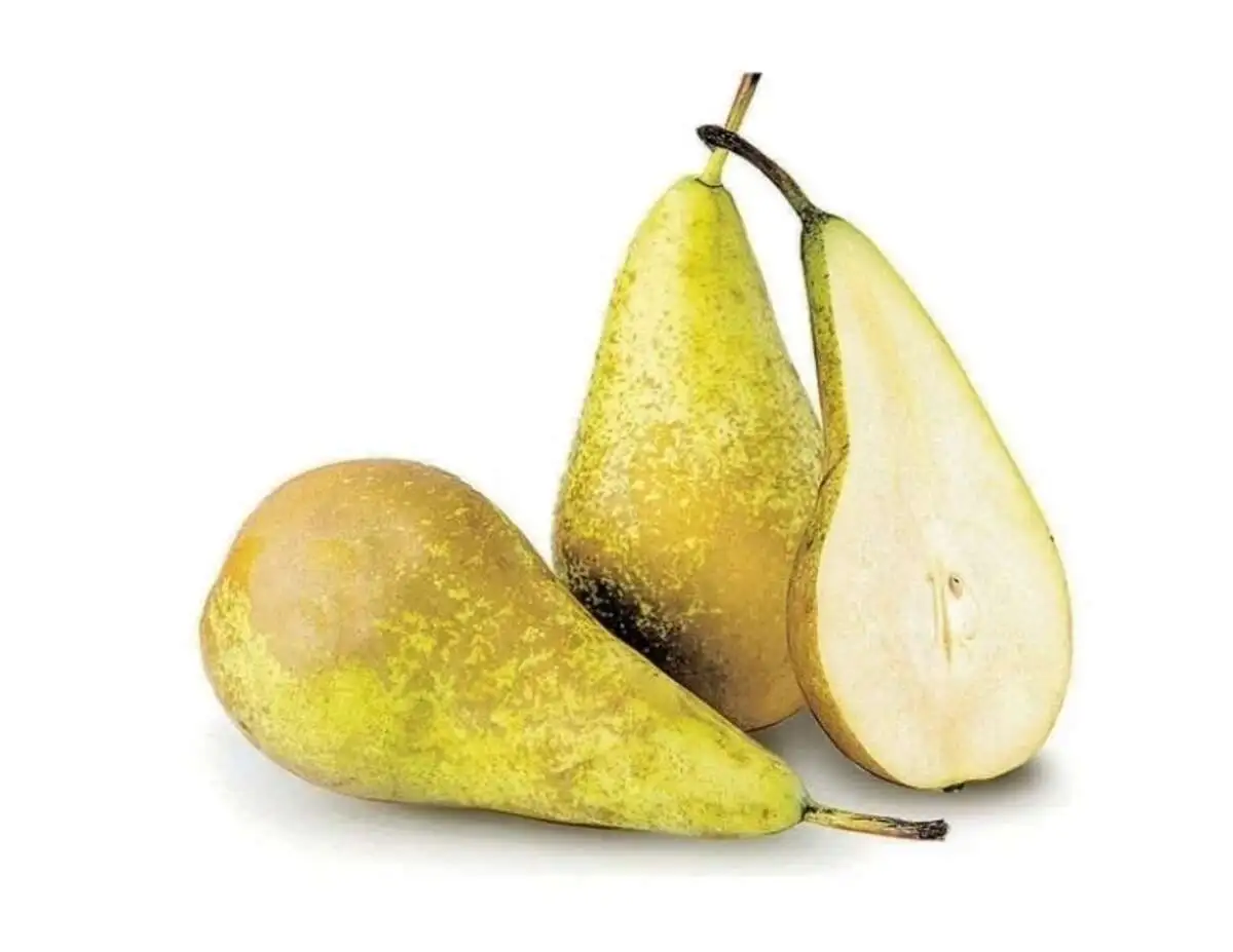 Груша Конференц (м)