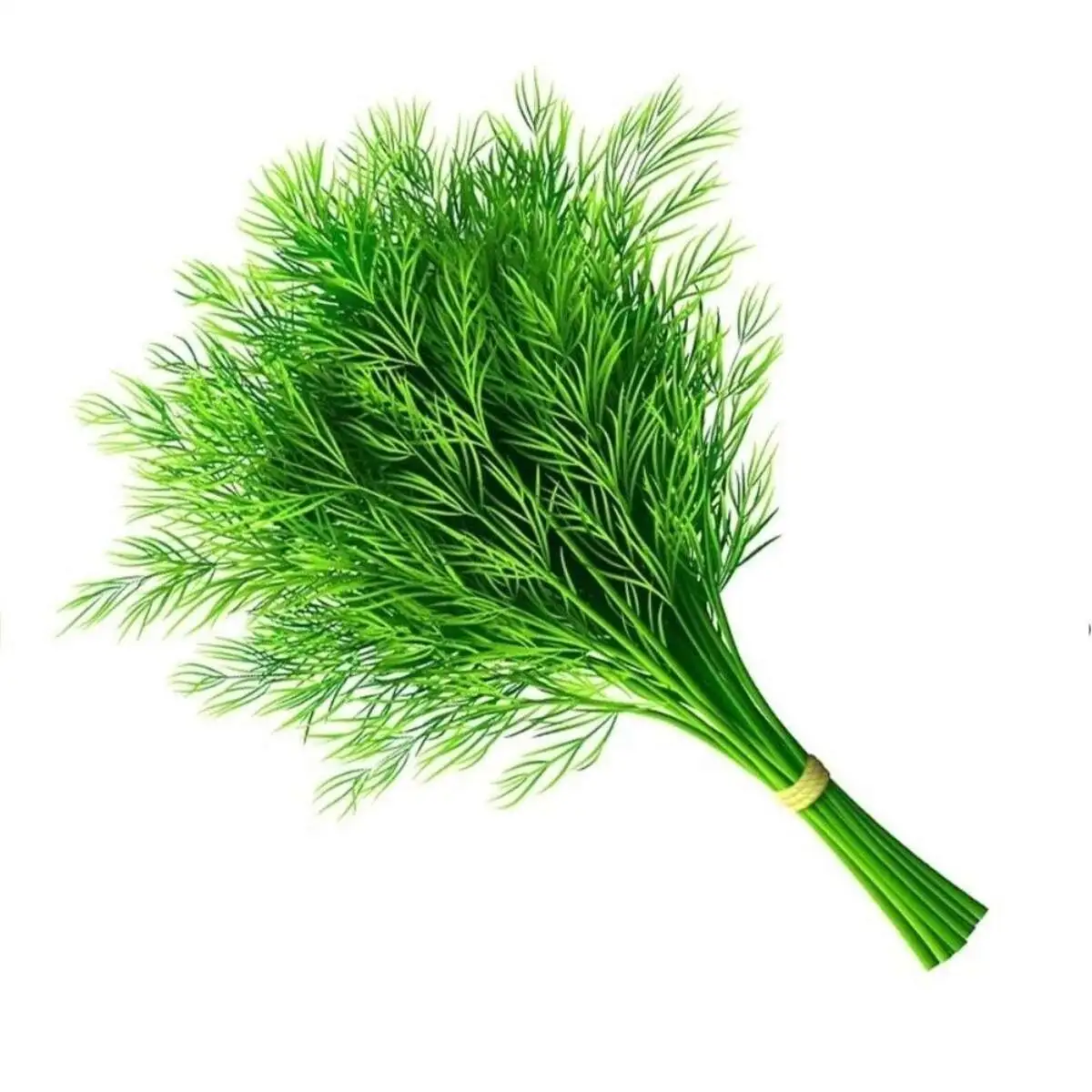 Укроп зелень(м)