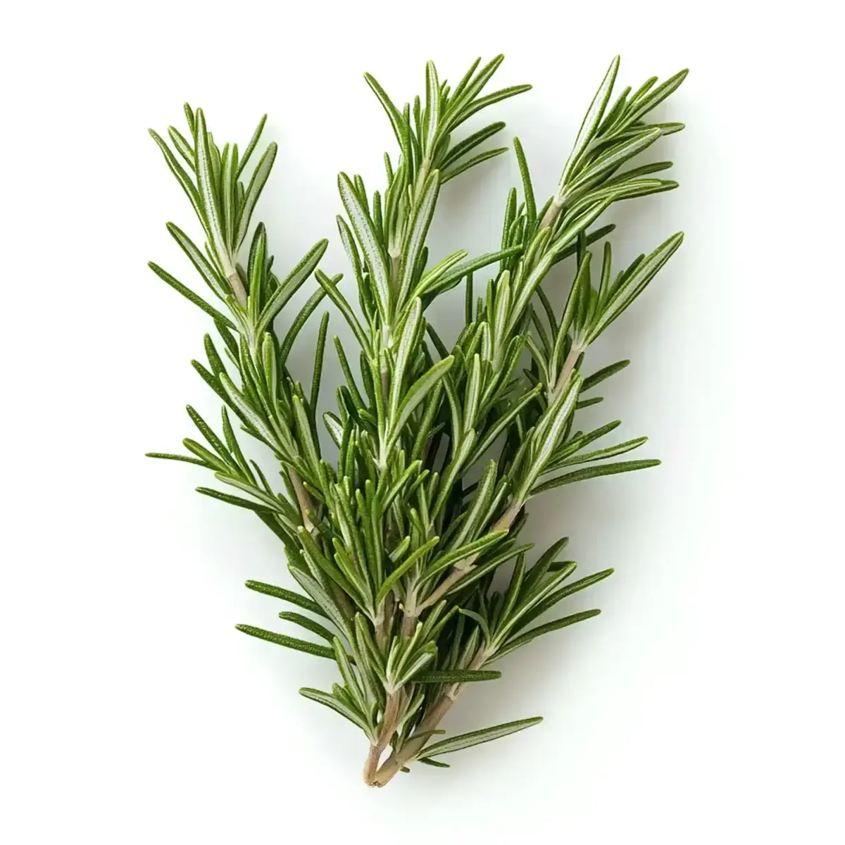 Розмарин (м)