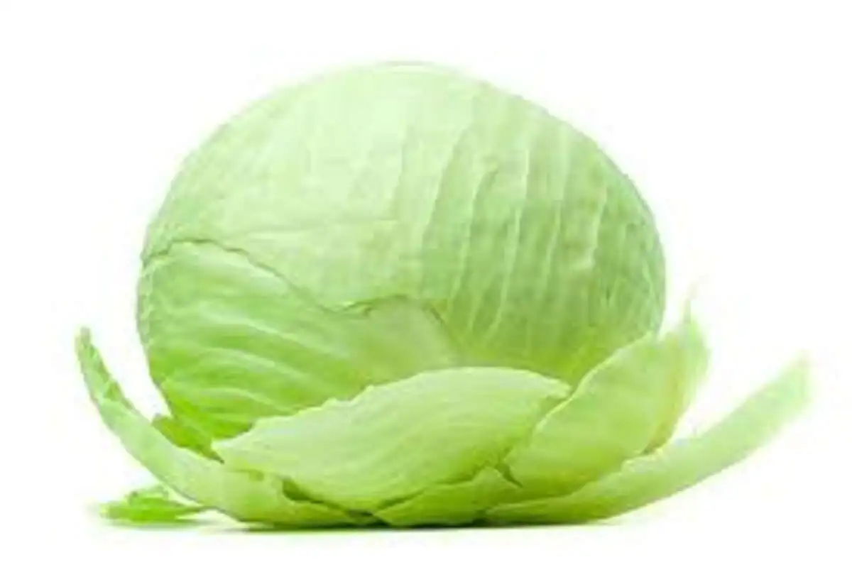 KELEM MAYOVKA KQ